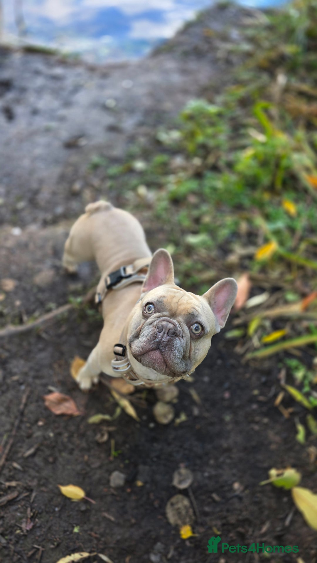 French Bulldog dogs for stud: ✨ FREDDY – ELITE LILAC STUD ✨ - Image 2
