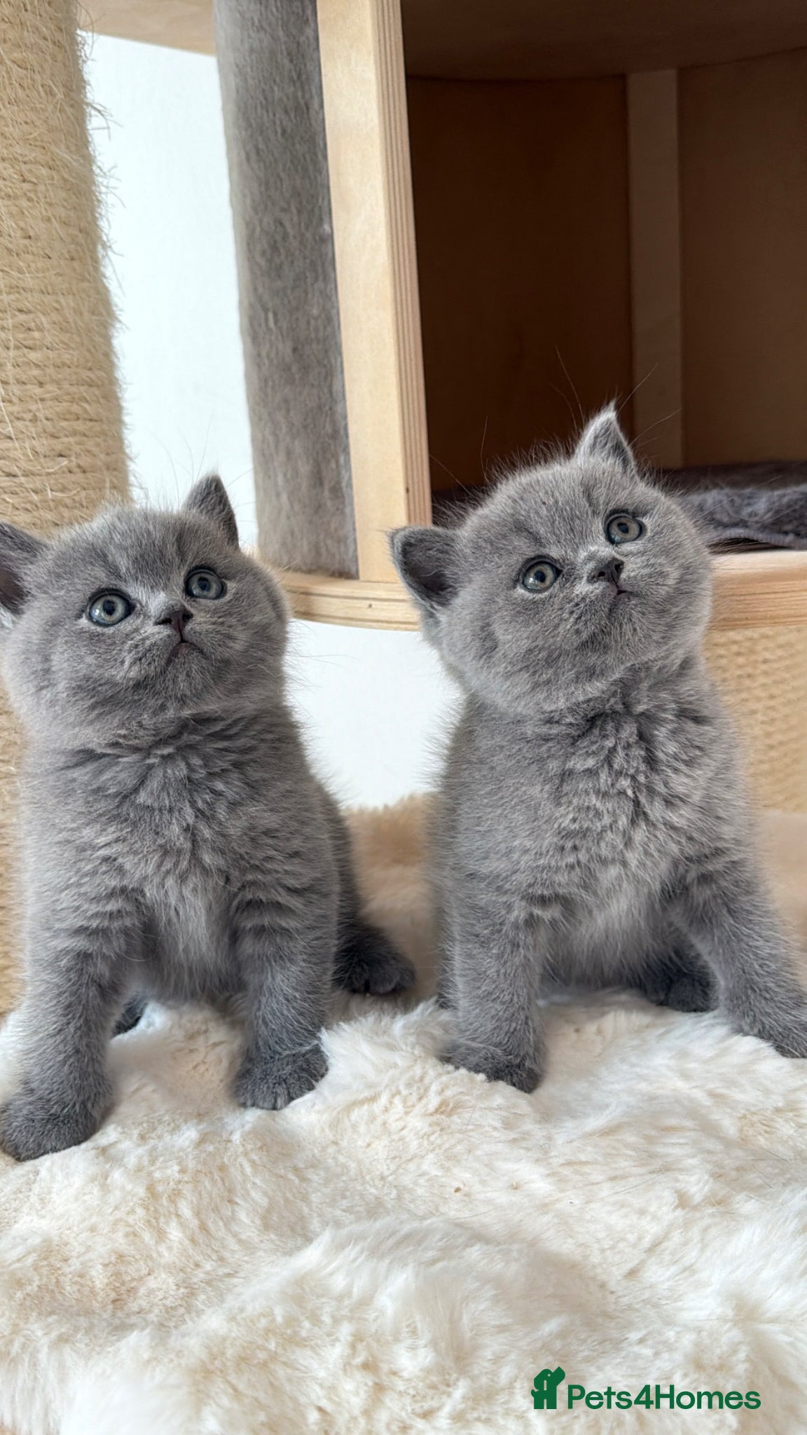 British Shorthair cats Blue BSH kittens excellent quality Tica reg - Advert 1