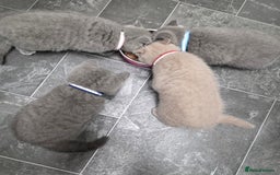 British Shorthair cats for sale: Cute British Shorthair Kittens Ready for go - Image 10