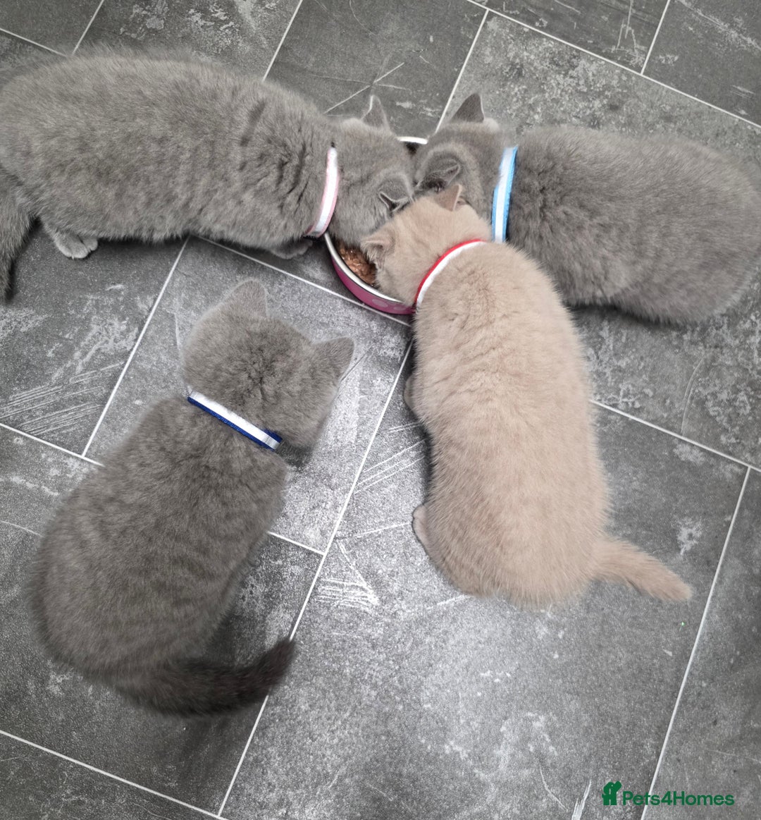 British Shorthair cats for sale: Cute British Shorthair Kittens Ready for go - Image 10