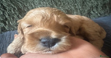 Cockapoo dogs - Advert 16