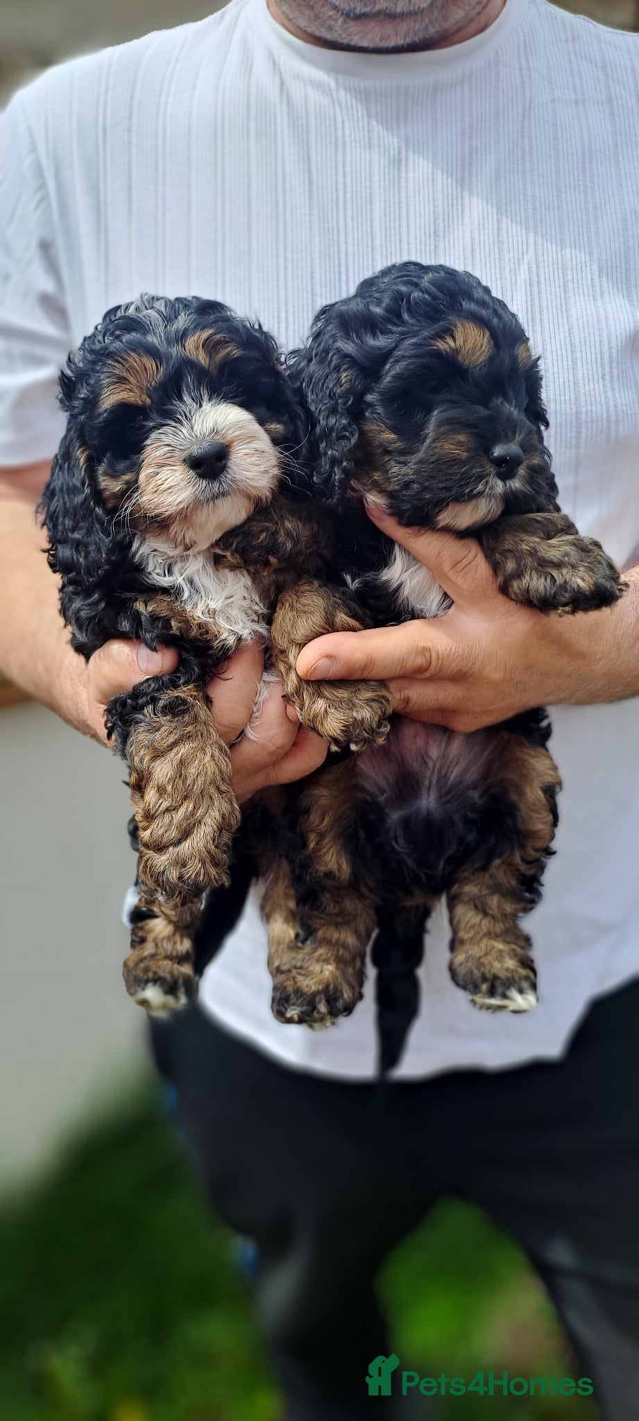 Cockapoo dogs ❤️Pepa and💙George. After health tested parents.  - Advert 1