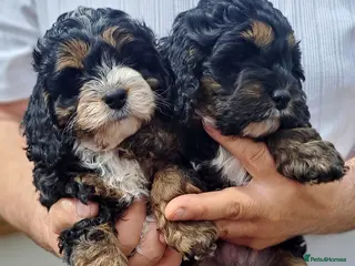 Cockapoo dogs ❤️Pepa and💙George. After health tested parents. - Advert 3