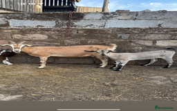 Goats livestock for sale: Selection off goats looking for a new 🏡 - Image 6