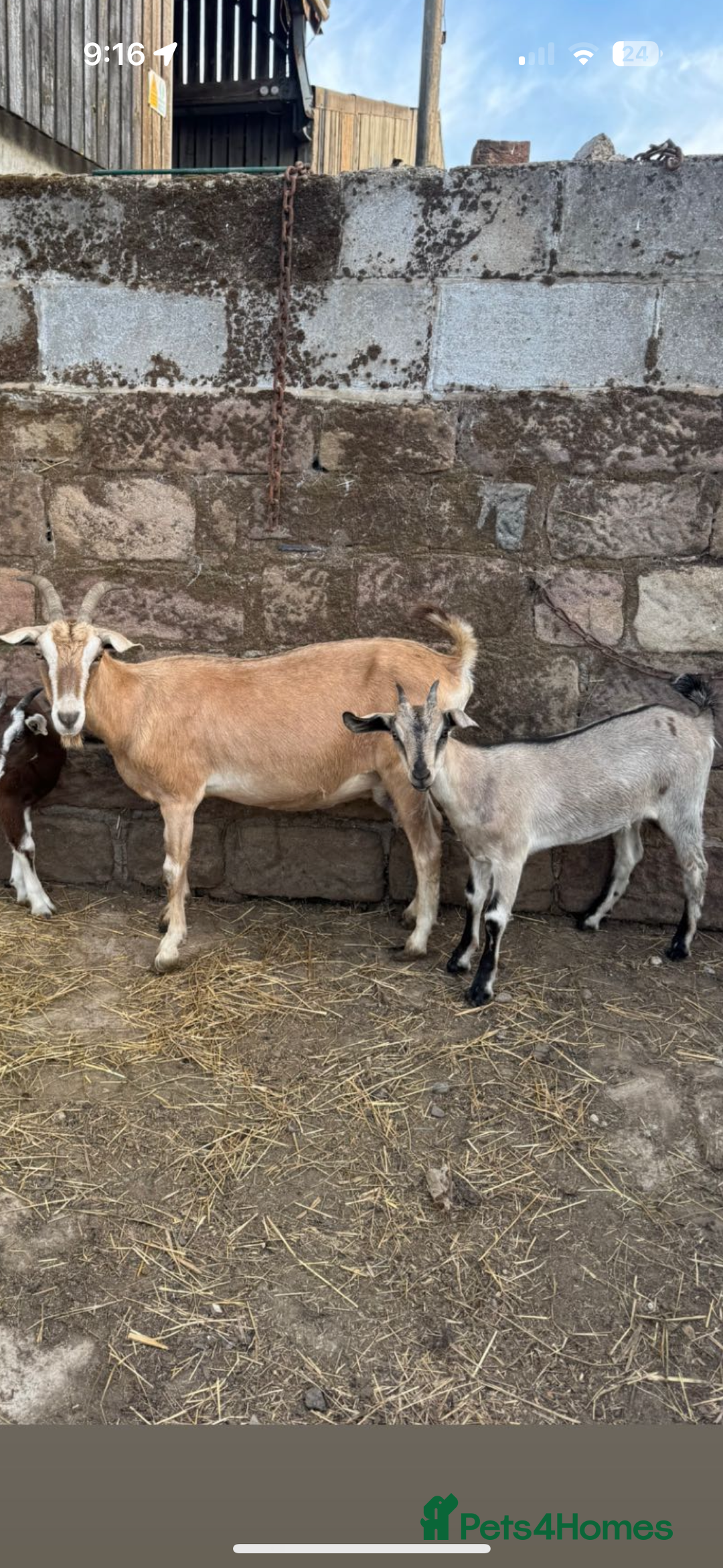 Goats livestock for sale: Selection off goats looking for a new 🏡 - Image 6