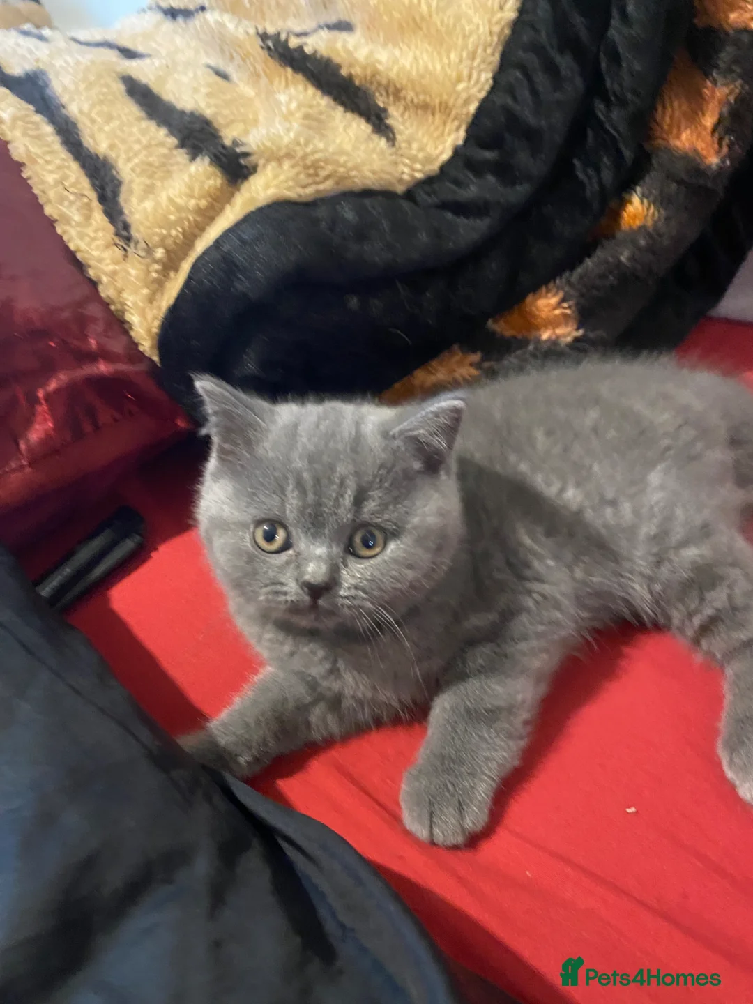 British Shorthair cats for sale:     “Beautiful British Shorthair Kittens” - Advert 2