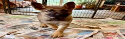 German Shepherd dogs for sale: 4* Licensed Breeder, KC Reg, Health Tested Parents - Advert 3