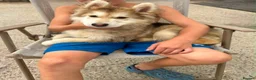 German Shepherd dogs for sale: Beautiful German shepherd puppy for sale  in Sidcup - Advert 2