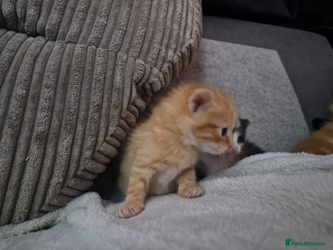 Mixed Breed cats for sale: 1 beautiful ginger&white kitten - Advert 3