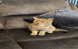 American Shorthair cats for sale: 3 Tabby kittens and 1 bombay kitten - Image 7