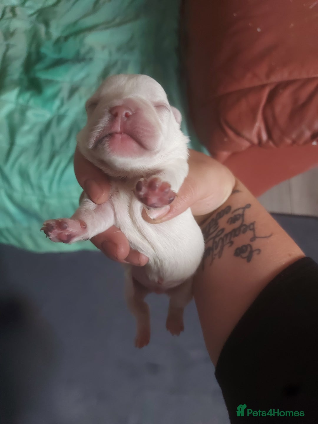 French Bulldog dogs for sale: 4 fluffy French bull dogs pups males 1 female  - Image 5