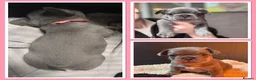 French Bulldog dogs for sale: Beautiful Frenchie Babies Seeking Forever Families - Advert 9