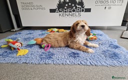 Cockapoo dogs for sale: LAST F1 GOLDEN H/TESTED COCKAPOO BOY READY NOW - Advert 4