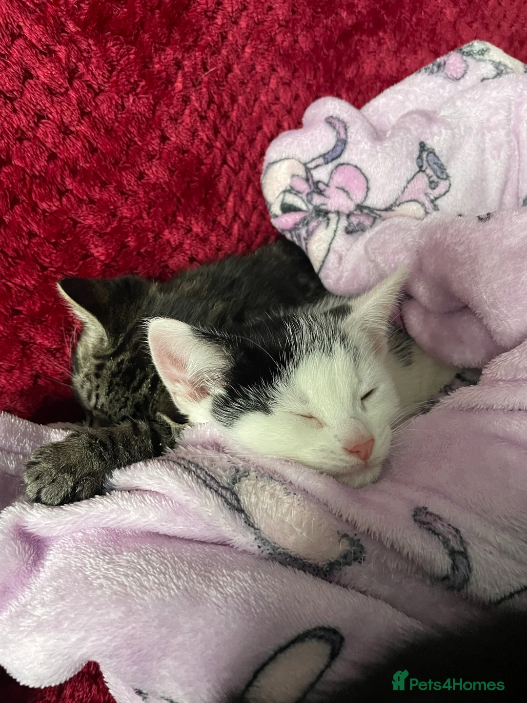 Mixed Breed cats for sale: 1 boy and 3 girls  - Advert 6