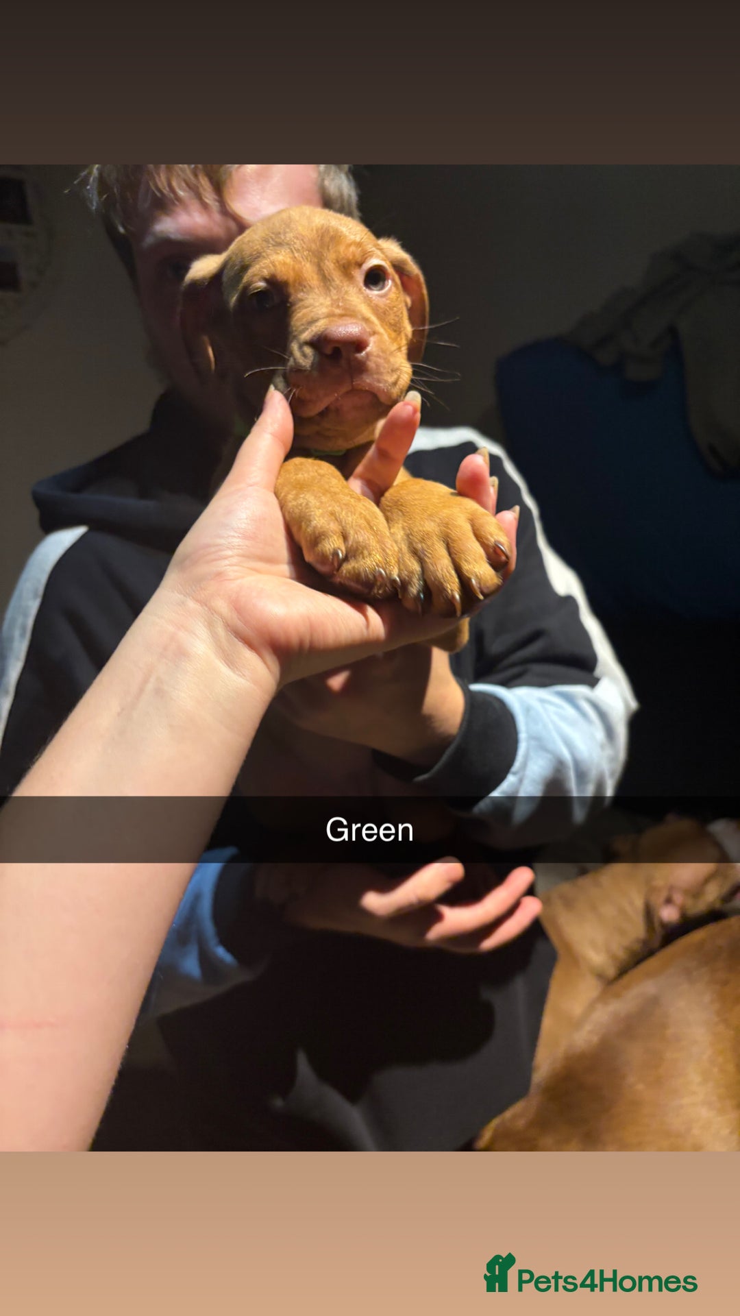 Mixed Breed dogs for sale: mastiffxrottweiler available now last 3 girls left - Advert 36