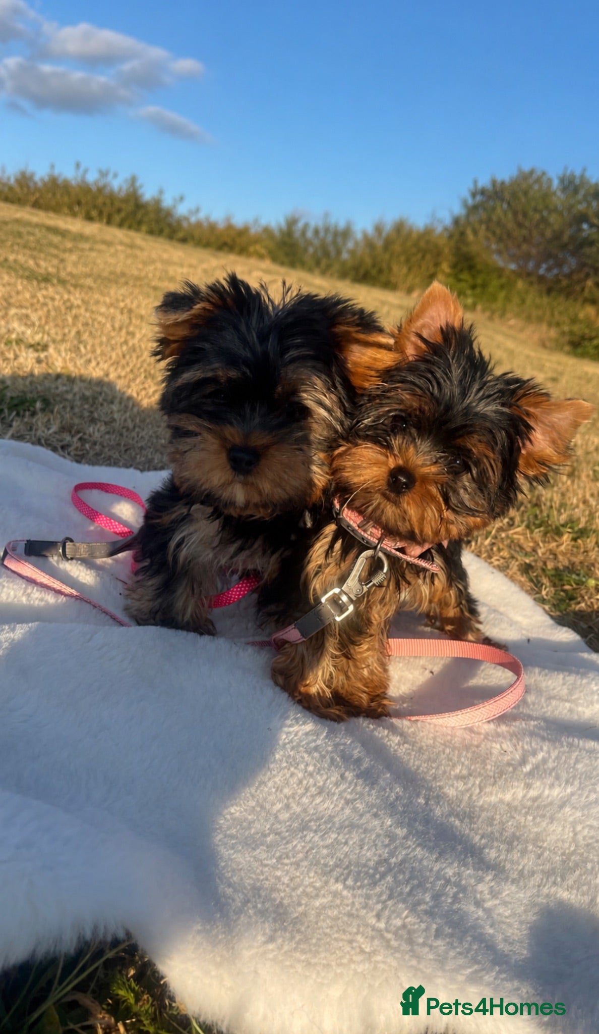 Yorkshire Terrier dogs Yorkshire Terrier Puppies - Advert 8