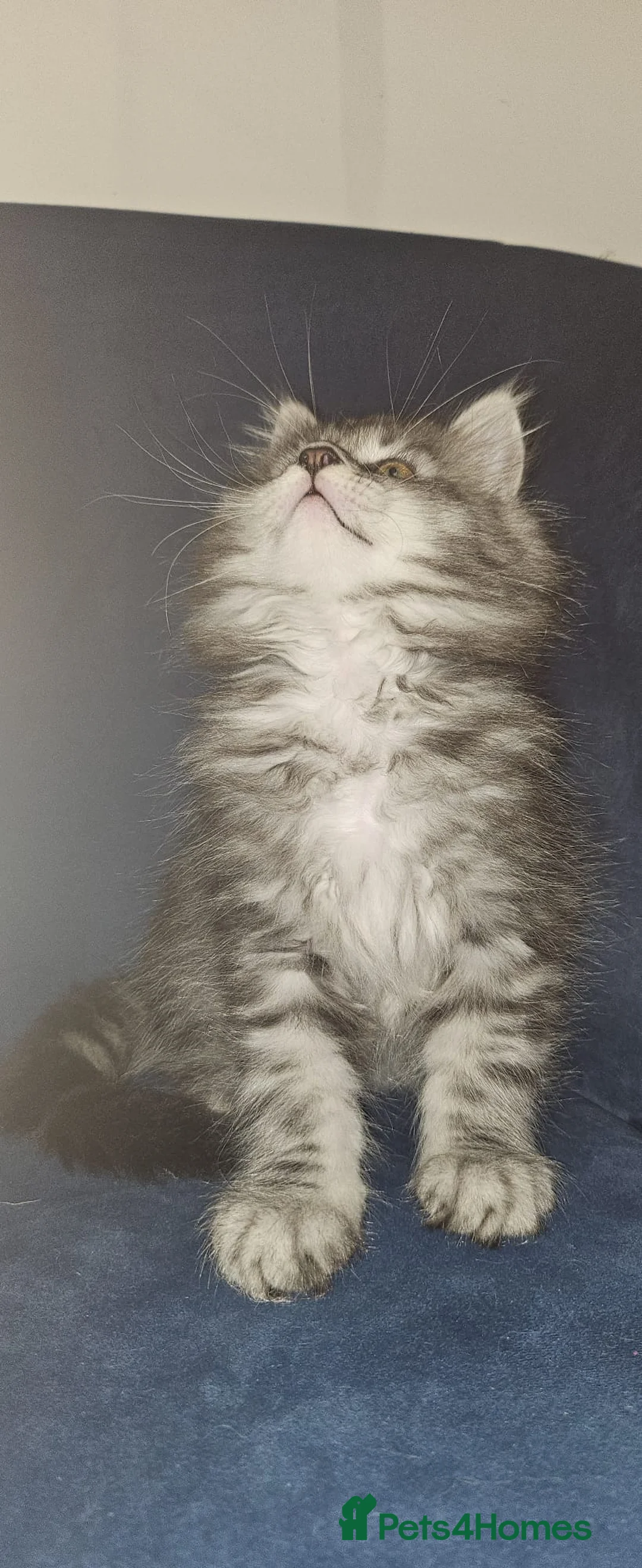 Maine Coon cats for sale: Main coon kittens 1 boy, 1 girl  - Advert 2