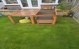 Guinea Pig rodents for sale: Male guinea pigs  - Image 8
