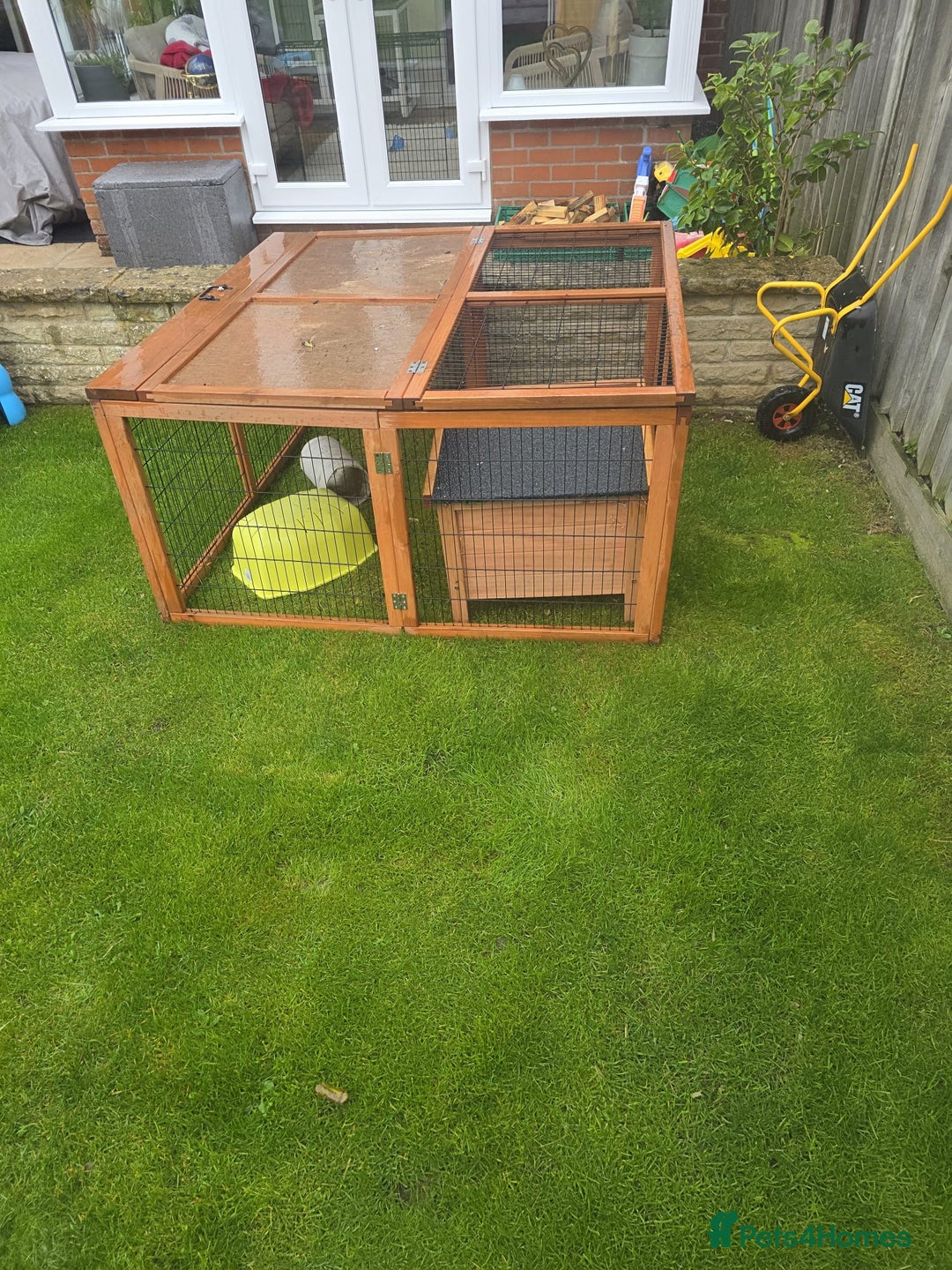 Guinea Pig rodents for sale: Male guinea pigs  - Image 8