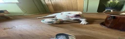 Mixed Breed dogs for sale: Bully mix for rehoming in Newton Aycliffe - Advert 10