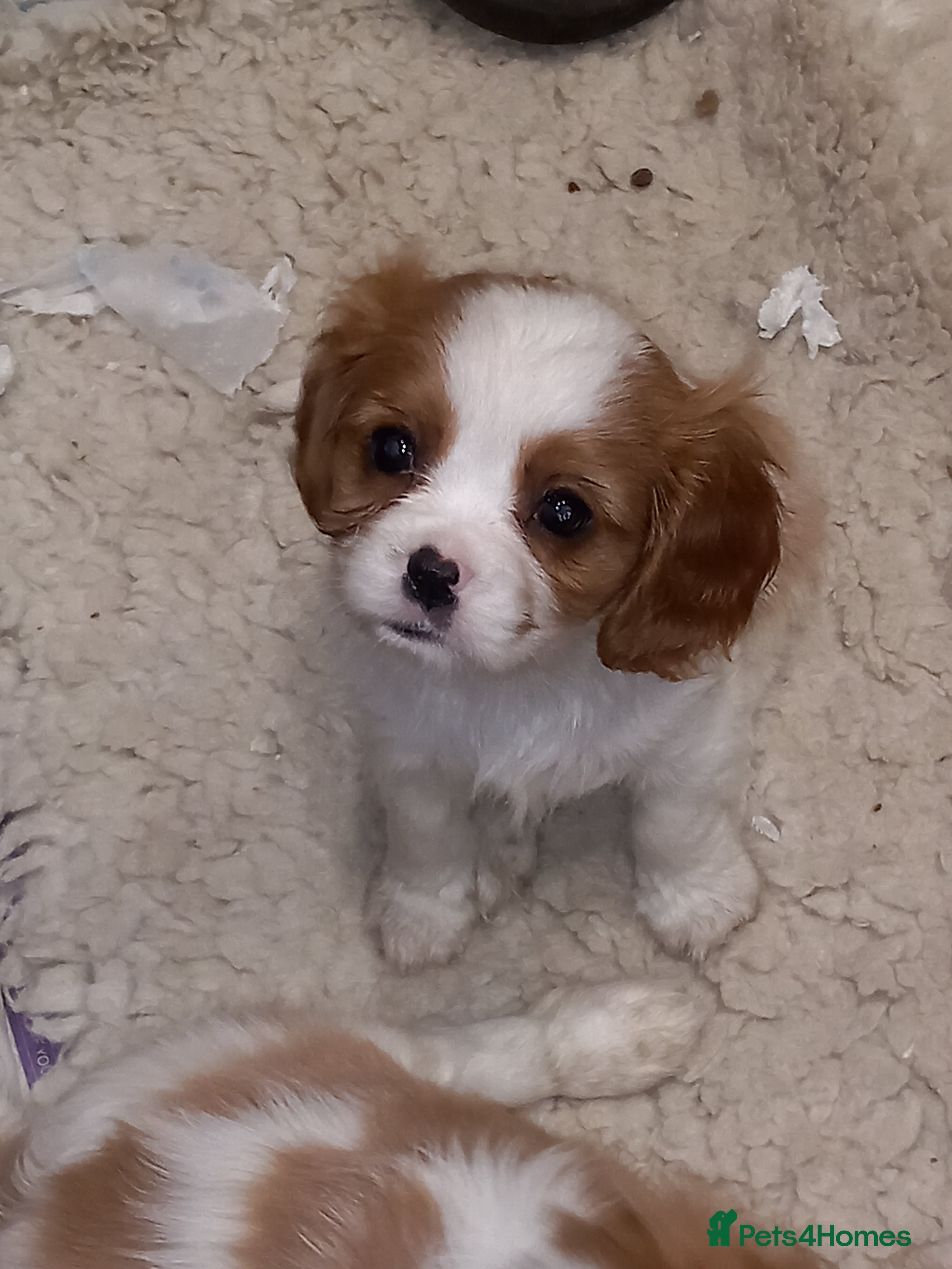 Cavalier King Charles Spaniel dogs STUNNING K.C. REG , SHOW QUALITY  - Advert 2
