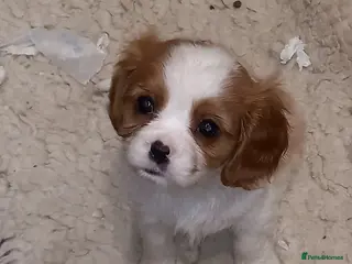 Cavalier King Charles Spaniel dogs STUNNING K.C. REG , SHOW QUALITY - Advert 2