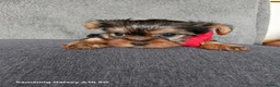 Yorkshire Terrier dogs for sale: WONDERFULL MINI YORKSHIRE TERRIER  in Tipton - Advert 13