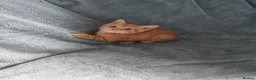 Mixed Breed cats for sale: GINGER BOYS VIDEOS - Advert 19
