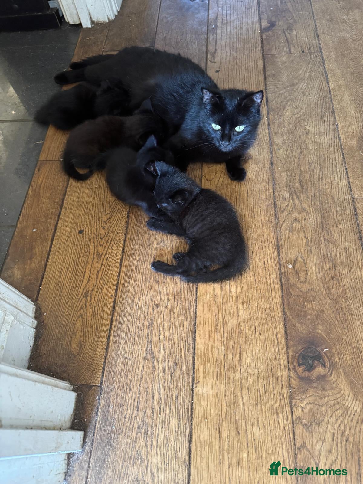 British Shorthair cats 5 beautiful black kittens - Advert 1