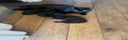 British Shorthair cats for sale: 5 beautiful black kittens - Advert 1