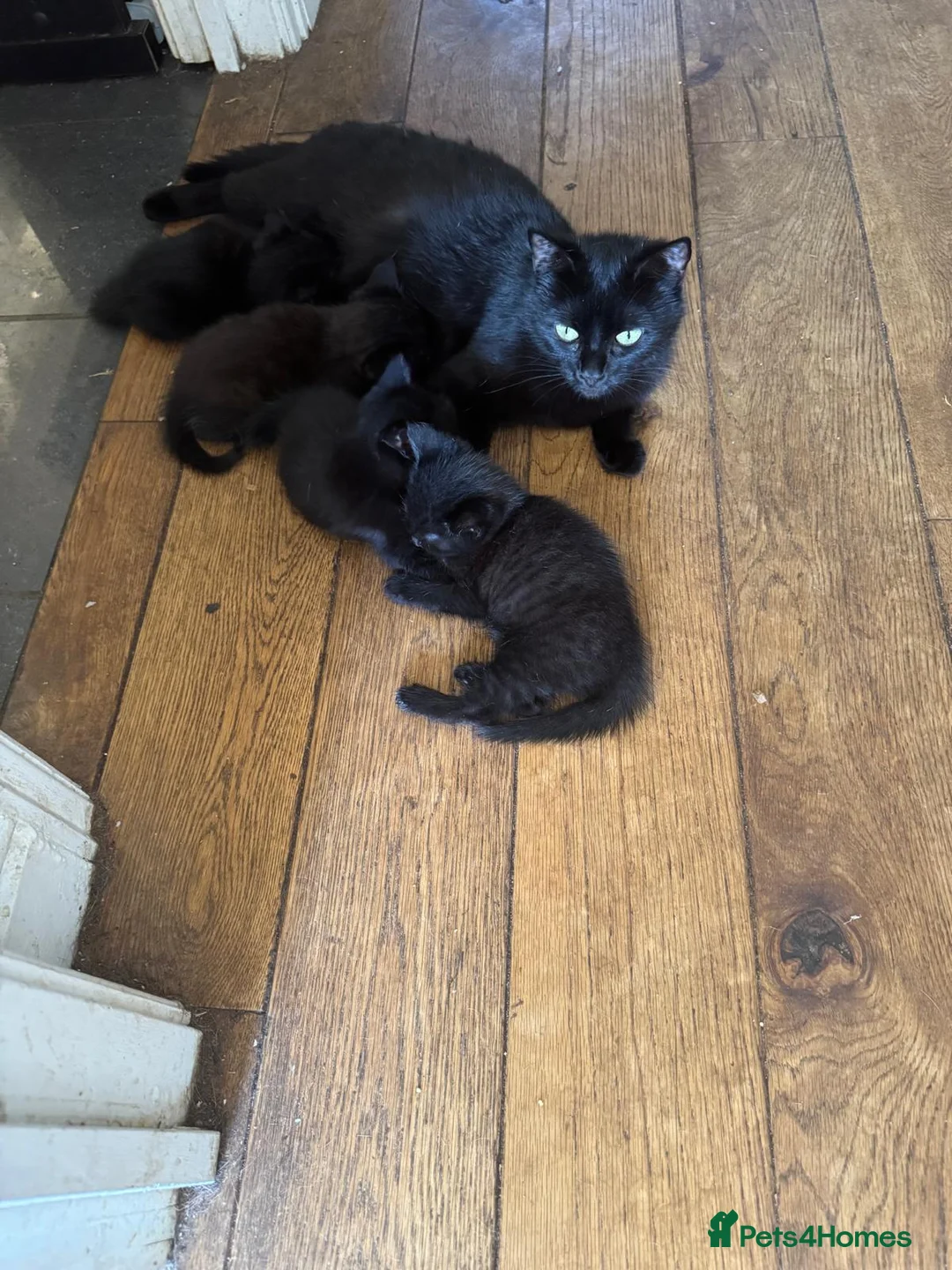 British Shorthair cats for sale: 5 beautiful black kittens - Advert 1