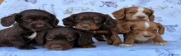 Cocker Spaniel dogs for sale: Working Type Cocker Spaniel puppies in Faringdon - Advert 8