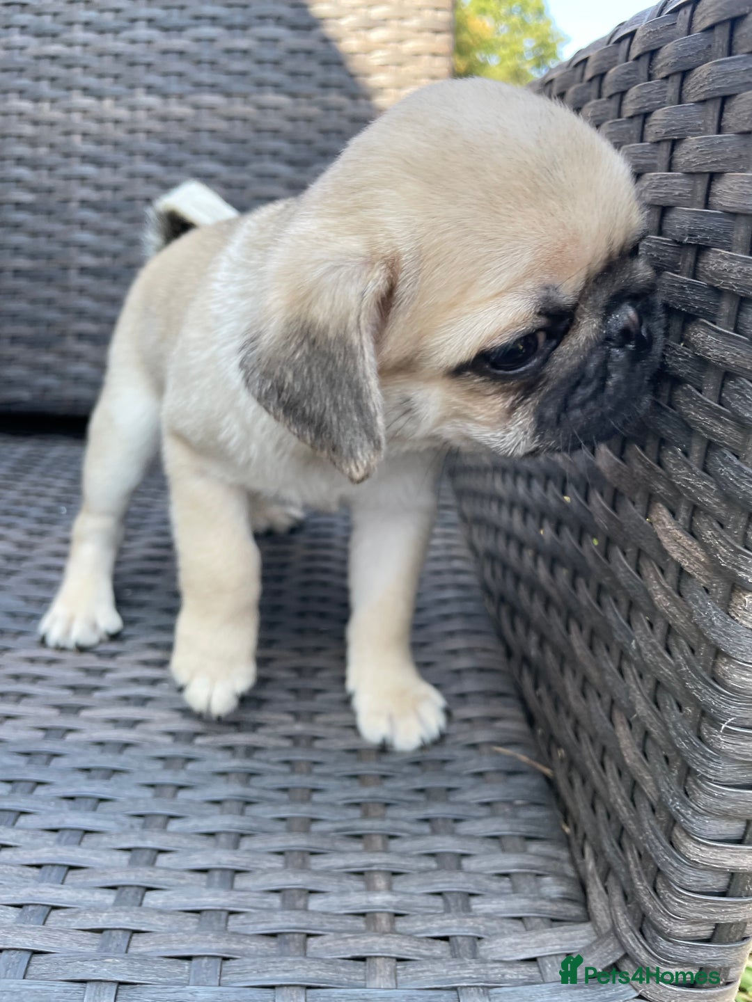 Pug dogs for sale: Pug Puppies  - Image 27