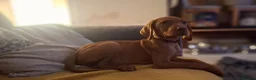 Hungarian Vizsla dogs for sale: Hungarian Vizsla puppies 1 girl and 1 boy - Advert 15