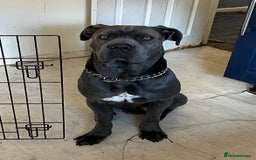 Cane Corso dogs for sale: Male cane corso (intact) 2yrs old - Image 5