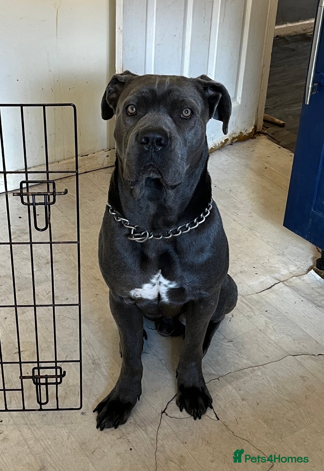 Cane Corso dogs for sale: Male cane corso (intact) 2yrs old - Image 5