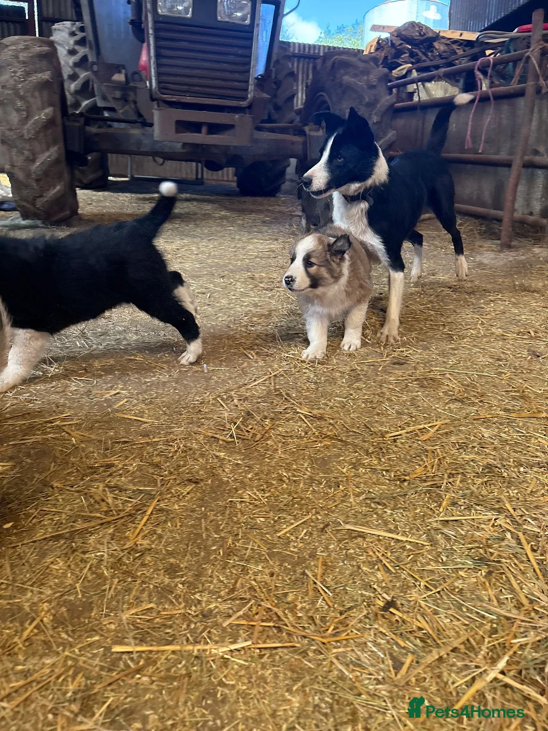 Mixed Breed dogs for sale: Collie pups  in Knighton - Advert 15