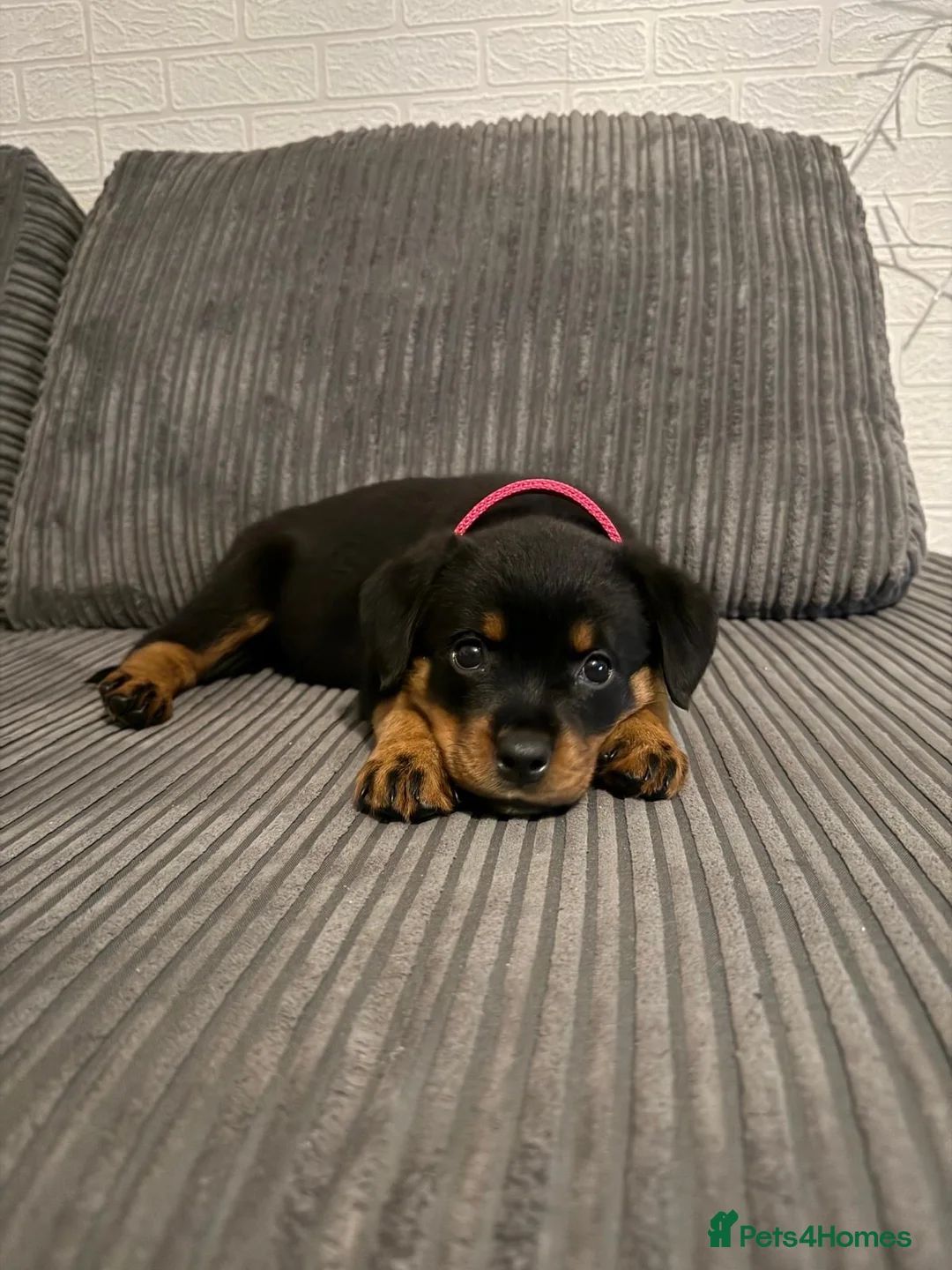 Rottweiler dogs for sale: Rottweiler Female For Sale - Advert 1