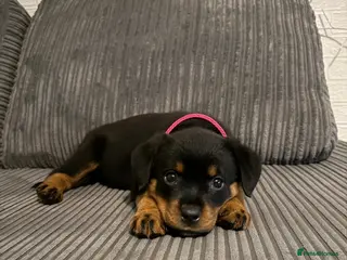Rottweiler dogs Rottweiler Female For Sale - Advert 2