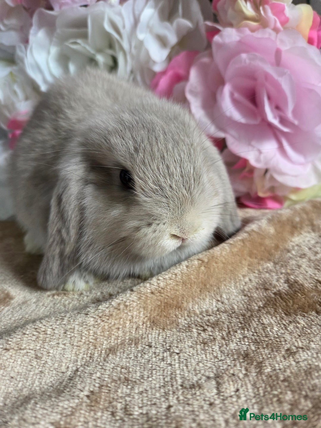Mini Lop rabbits for sale: 💖💙Friendly & adorable Pure bred mini lop babies  - Image 3