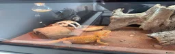 Bearded Dragon reptiles for sale: 11-Month-Old Bearded Dragon with Full Setup in Gravesend - Advert 3