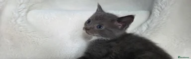 Grey with Socks 2