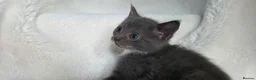 British Shorthair cats for sale: MIXED British Shorthair - Advert 15