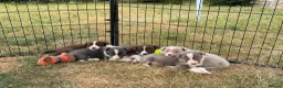 Border Collie dogs for sale: Beautiful Border Collie Puppies  - Advert 7