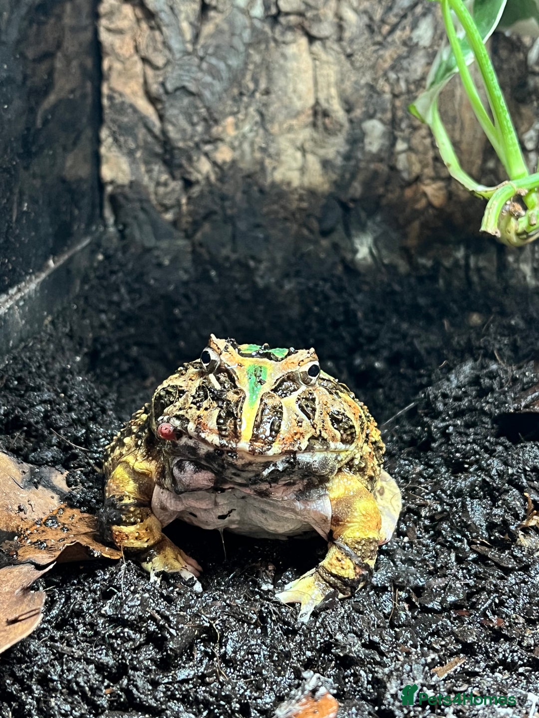 Frog reptiles for sale: Pac-Man frog & full set up - Image 2