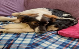 Mixed Breed dogs for adoption: Tilda  - Image 16