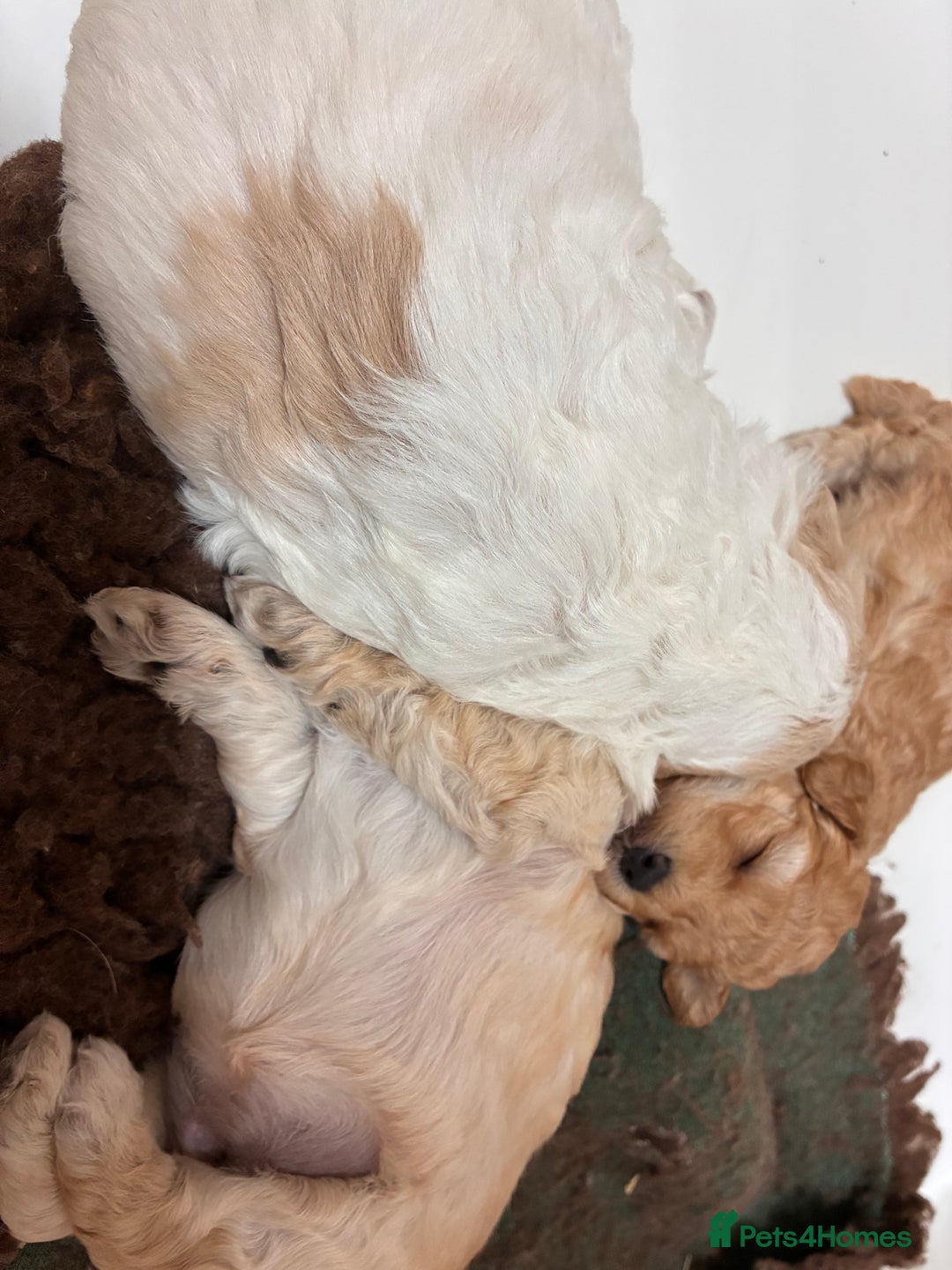 Poochon dogs for sale: ✨ Poochon Puppies Available ✨ - Image 5
