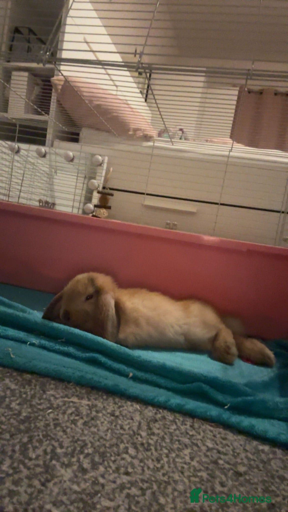 Mini Lion Lop rabbits Gorgeous male mini lion lop  - Advert 3