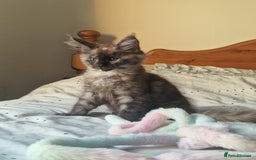 Maine Coon cats for sale: Ready Now! Smoke dark tortoishell Girl  - Image 1