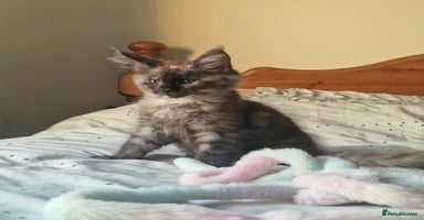 Maine Coon cats - Advert 8